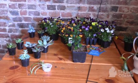 Plant Bingo Flourishes in Downtown Port Huron