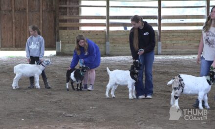 Goats Getting Ready For Show