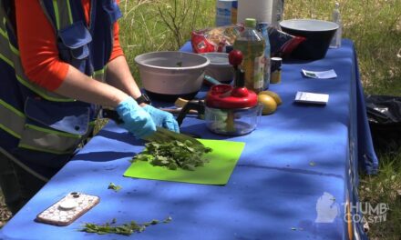 Picking (Invasive) Plants for Pesto